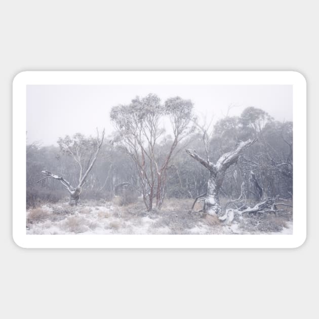 Trees In Snow Sticker by Geoff79